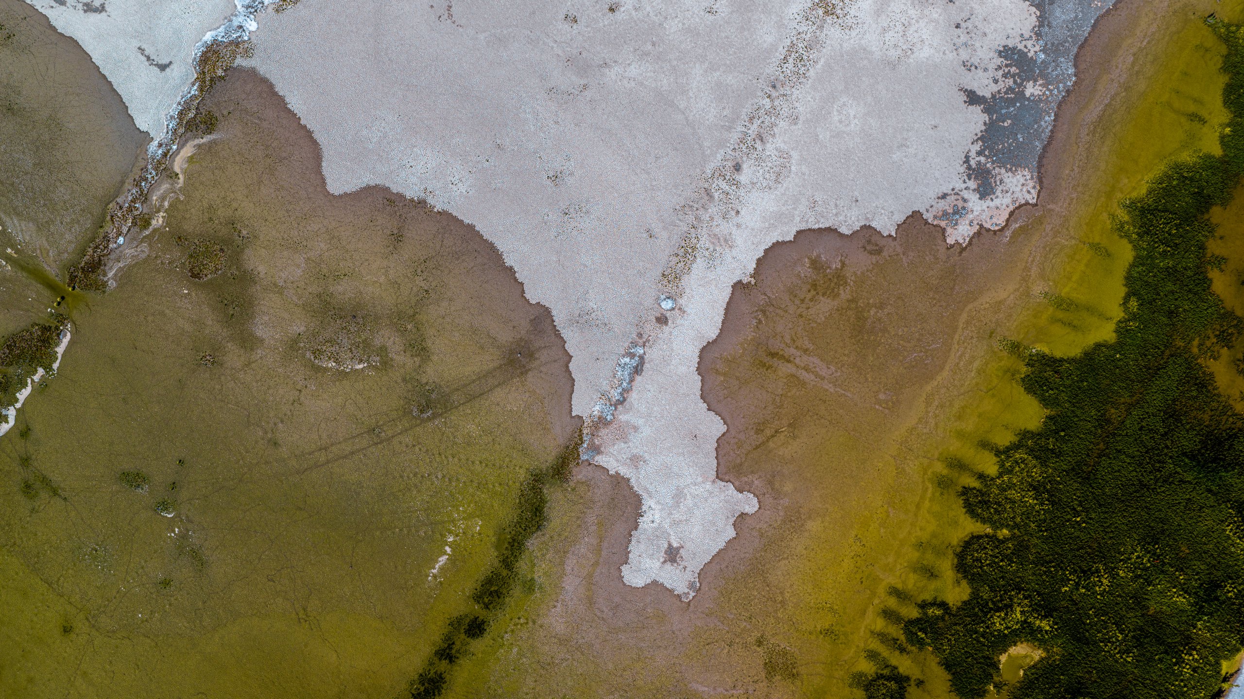 Sinuous shoreline of salt and marsh, straight down